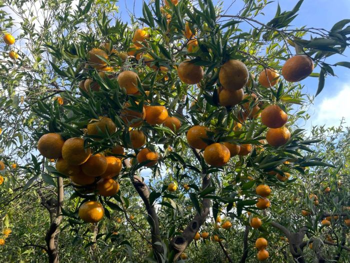 Bodrum Belediyesi Mandalina Üreticilerinin Yanında