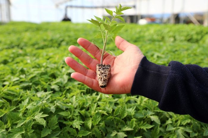 Belediyeden Çiftçiye Yazlık Fide Desteği