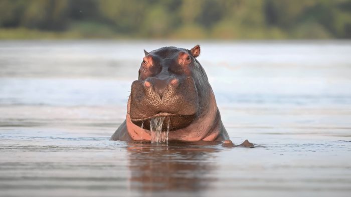 Ötekiler”, 21 Haziran Cumartesi saat 20.00’de National Geographic WILD’da başlıyor
