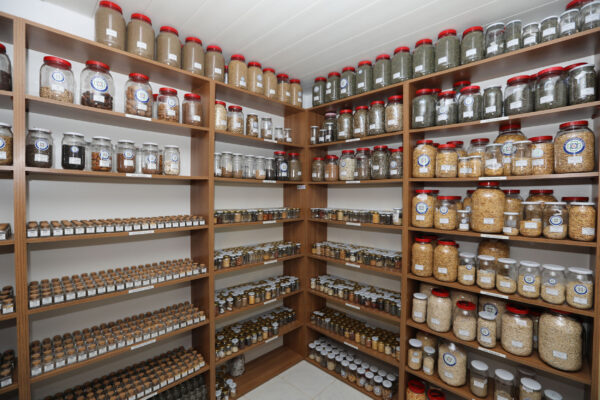 Büyükşehir 2026 Yılında 4 Milyon Yerel Tohum Dağıtımı Hedefliyor