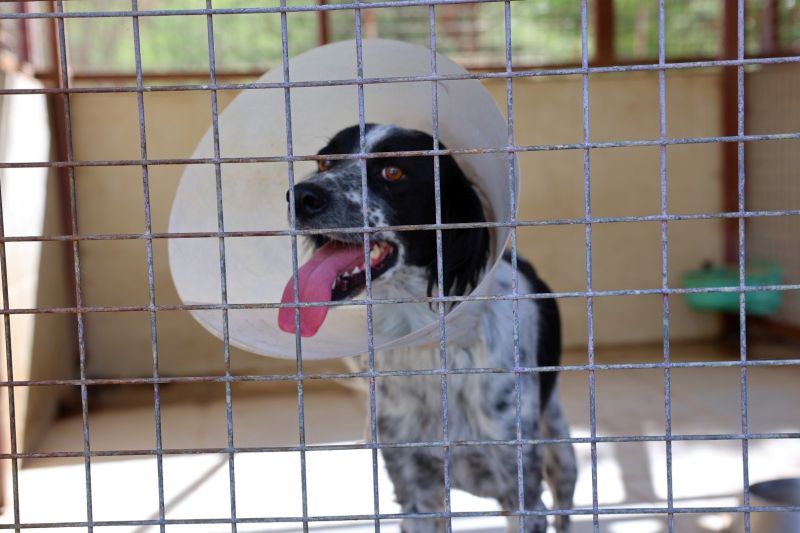 Bodrum Belediyesi Sokaklardaki Dostlarının Yanında