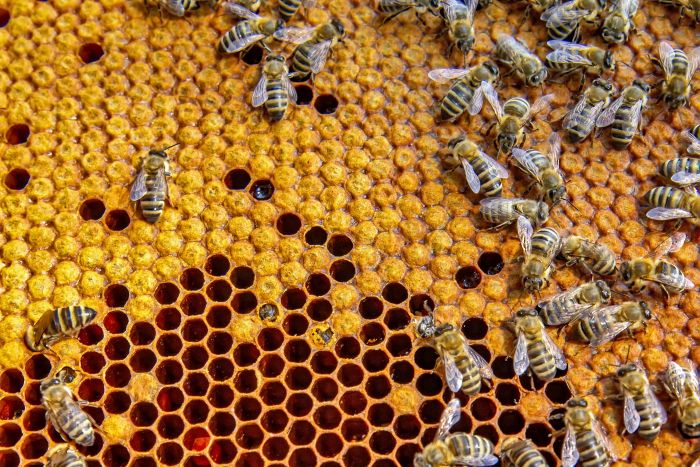 Birinci sınıf arı sütü ve kahverengi propolis ile gelen güçlü bağışıklık
