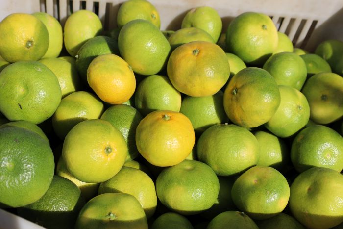 Mandalina ihracatında yeni hedef 1 milyar dolar