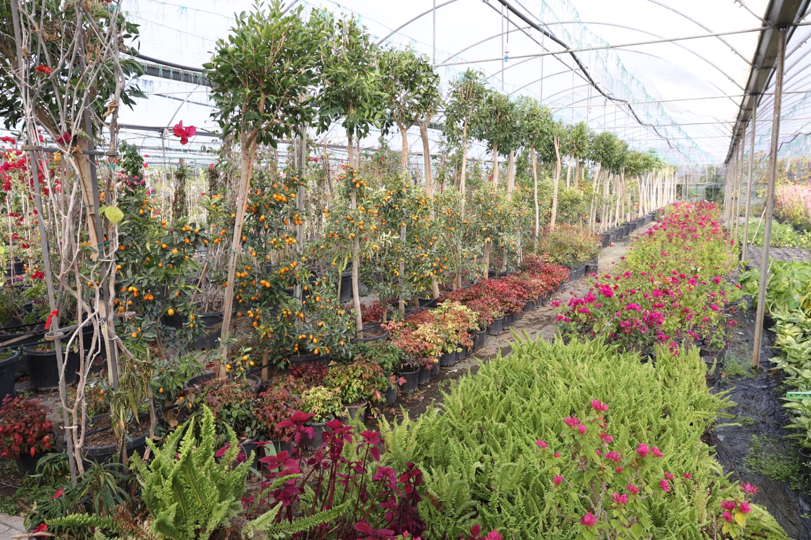 Büyükşehir’den Yerel Kalkınmaya Güçlü Katkı